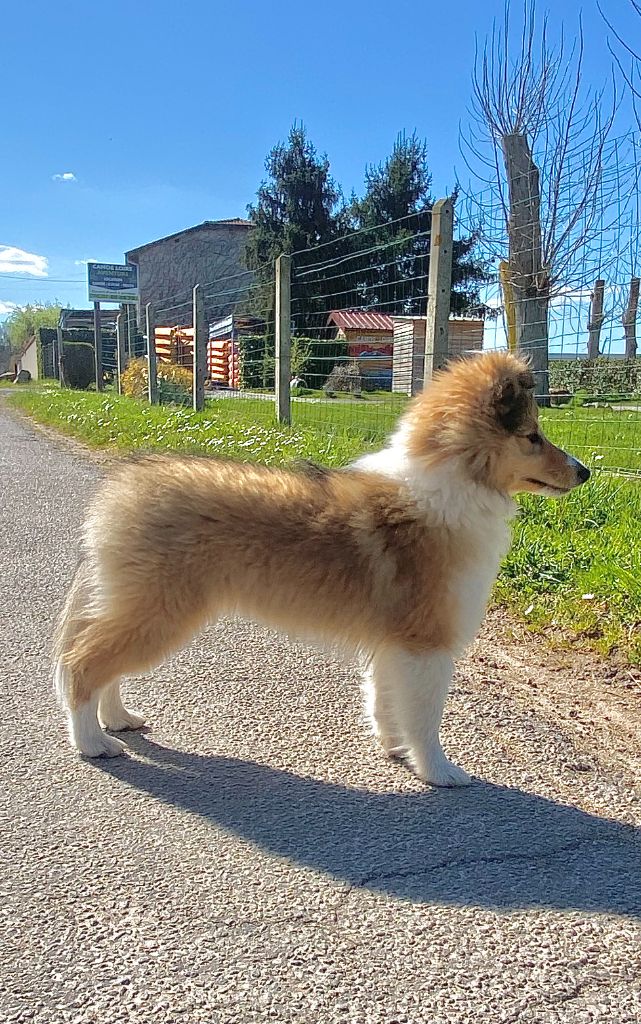 Des Tresors Du Sphinx - Chiots disponibles - Shetland Sheepdog